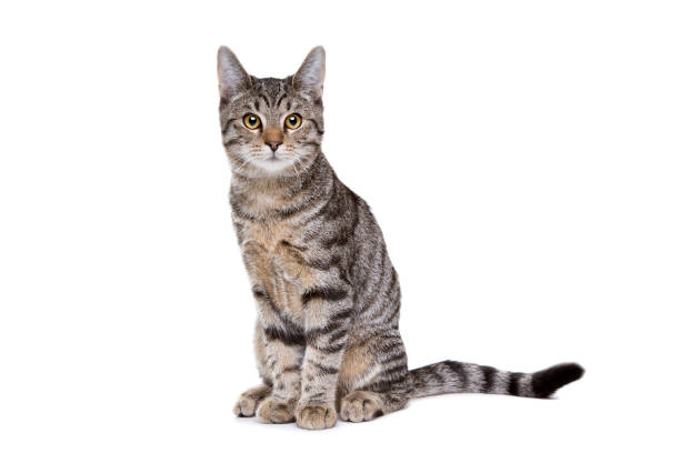 Silly cat image